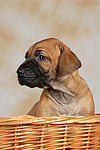 Rhodesian Ridgeback Welpe / rhodesian ridgeback puppy