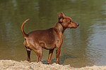 Rehpinscher / miniature pinscher