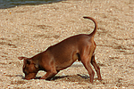 Rehpinscher / miniature pinscher