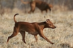 Rehpinscher / miniature pinscher