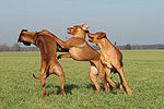 Rhodesian Ridgebacks