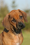 Rhodesian Ridgeback Welpe / rhodesian ridgeback puppy