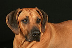 Rhodesian Ridgeback