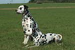 Dalmatiner / dalmatian