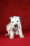 Dalmatiner Welpe / dalmatian puppy