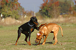 Dobermann und Rhodesian Ridgeback / Doberman Pinscher and Rhodesian Ridgeback