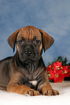 Rhodesian Ridgeback Welpe / rhodesian ridgeback puppy