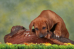 Rhodesian Ridgeback Welpe / rhodesian ridgeback puppy