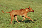 rennender Rhodesian Ridgeback / running Rhodesian Ridgeback