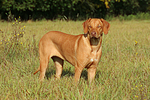 junger Rhodesian Ridgeback / young Rhodesian Ridgeback