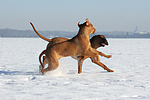 spielende Rhodesian Ridgebacks / playing Rhodesian Ridgebacks