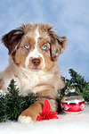 Miniature Australian Shepherd Welpe / miniature australian shepherd puppy