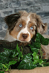 Miniature Australian Shepherd Welpe / miniature australian shepherd puppy