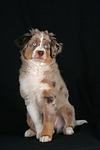 Miniature Australian Shepherd Welpe / miniature australian shepherd puppy