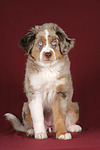 Miniature Australian Shepherd Welpe / miniature australian shepherd puppy