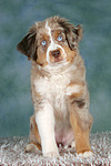 Miniature Australian Shepherd Welpe / miniature australian shepherd puppy