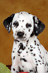 Dalmatiner Welpe / dalmatian puppy