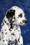 Dalmatiner Welpe / dalmatian puppy