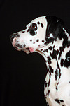 Dalmatiner / dalmatian