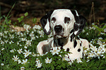 Dalmatiner / dalmatian