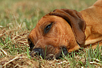 Rhodesian Ridgeback