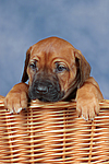 Rhodesian Ridgeback Welpe / rhodesian ridgeback puppy