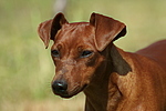 Rehpinscher / miniature pinscher