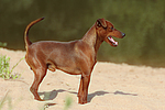 Rehpinscher / miniature pinscher