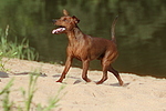 Rehpinscher / miniature pinscher