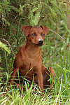 Rehpinscher / miniature pinscher