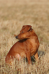 Rehpinscher / miniature pinscher