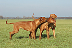 Rhodesian Ridgebacks