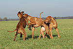 Rhodesian Ridgebacks