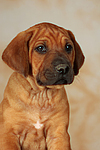 Rhodesian Ridgeback Welpe / rhodesian ridgeback puppy