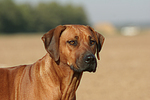 Rhodesian Ridgeback