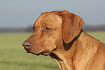 Rhodesian Ridgeback Portrait