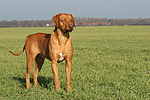 stehender Rhodesian Ridgeback / standing Rhodesian Ridgeback