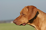 Rhodesian Ridgeback Portrait