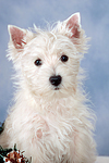 West Highland White Terrier Welpe / West Highland White Terrier Puppy