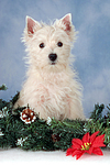 sitzender West Highland White Terrier Welpe / sitting West Highland White Terrier Puppy