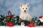 sitzender West Highland White Terrier Welpe / sitting West Highland White Terrier Puppy