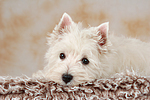 liegender West Highland White Terrier Welpe / lying West Highland White Terrier Puppy