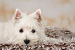 liegender West Highland White Terrier Welpe / lying West Highland White Terrier Puppy