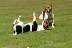 Jack Russell Terrier