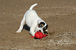 Parson Russell Terrier Welpe / parson russell terrier puppy