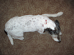Parson Russell Terrier mit Verletzung / injured PRT
