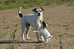 Parson Russell Terrier