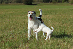 spielende Parson Russell Terrier / playing PRT