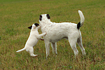 2 Parson Russell Terrier