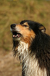 bellender Langhaarcollie / barking longhaired collie